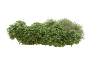 Realistic forest isolated on transparent background. 3d rendering - illustration png