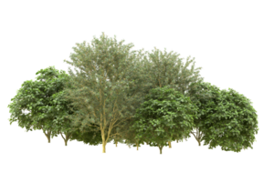 Realistic forest isolated on transparent background. 3d rendering - illustration png