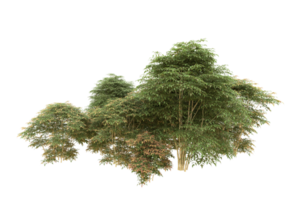 Realistic forest isolated on transparent background. 3d rendering - illustration png