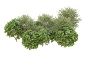 Realistic forest isolated on transparent background. 3d rendering - illustration png