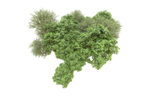 Realistic forest isolated on transparent background. 3d rendering - illustration png