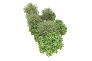 Realistic forest isolated on transparent background. 3d rendering - illustration png