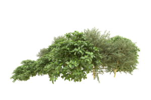 Realistic forest isolated on transparent background. 3d rendering - illustration png