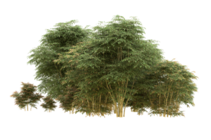 forêt réaliste isolée sur fond transparent. rendu 3d - illustration png