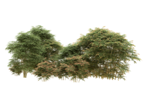 Realistic forest isolated on transparent background. 3d rendering - illustration png