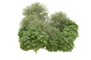 Realistic forest isolated on transparent background. 3d rendering - illustration png