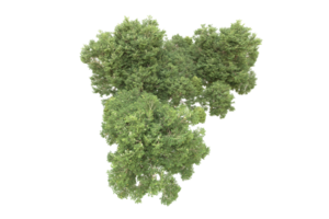 forêt réaliste isolée sur fond transparent. rendu 3d - illustration png