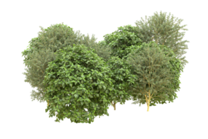 Realistic forest isolated on transparent background. 3d rendering - illustration png