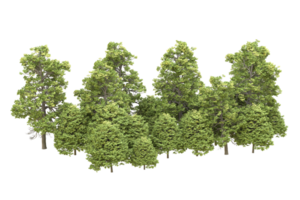 forêt réaliste isolée sur fond transparent. rendu 3d - illustration png