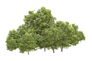 Realistic forest isolated on transparent background. 3d rendering - illustration png