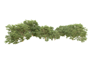 Realistic forest isolated on transparent background. 3d rendering - illustration png