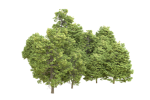 Realistic forest isolated on transparent background. 3d rendering - illustration png