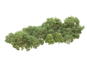 realistico foresta isolato su trasparente sfondo. 3d interpretazione - illustrazione png