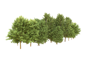 Realistic forest isolated on transparent background. 3d rendering - illustration png