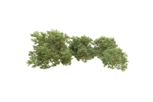 Realistic forest isolated on transparent background. 3d rendering - illustration png