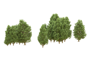 Realistic forest isolated on transparent background. 3d rendering - illustration png