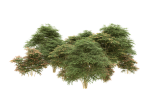 forêt réaliste isolée sur fond transparent. rendu 3d - illustration png