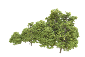 Realistic forest isolated on transparent background. 3d rendering - illustration png