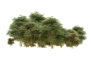 Realistic forest isolated on transparent background. 3d rendering - illustration png