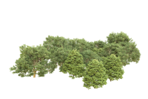 realistico foresta isolato su trasparente sfondo. 3d interpretazione - illustrazione png