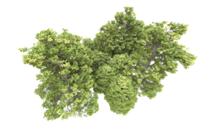 Realistic forest isolated on transparent background. 3d rendering - illustration png