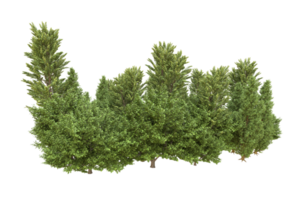 forêt réaliste isolée sur fond transparent. rendu 3d - illustration png