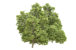 forêt réaliste isolée sur fond transparent. rendu 3d - illustration png