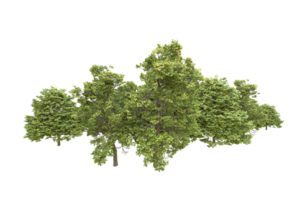 Realistic forest isolated on transparent background. 3d rendering - illustration png