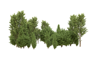 forêt réaliste isolée sur fond transparent. rendu 3d - illustration png