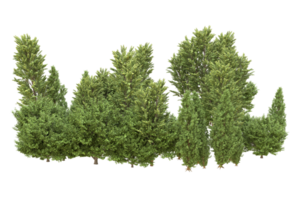 forêt réaliste isolée sur fond transparent. rendu 3d - illustration png