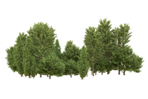 forêt réaliste isolée sur fond transparent. rendu 3d - illustration png