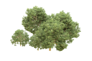 forêt réaliste isolée sur fond transparent. rendu 3d - illustration png