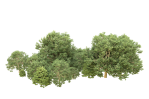 forêt réaliste isolée sur fond transparent. rendu 3d - illustration png