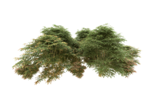 Realistic forest isolated on transparent background. 3d rendering - illustration png
