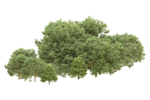 forêt réaliste isolée sur fond transparent. rendu 3d - illustration png