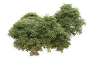 floresta realista isolada em fundo transparente. renderização 3D - ilustração png