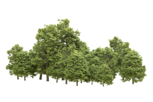 Realistic forest isolated on transparent background. 3d rendering - illustration png