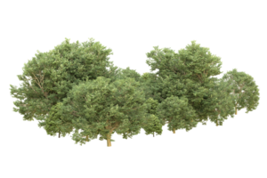 realistico foresta isolato su trasparente sfondo. 3d interpretazione - illustrazione png
