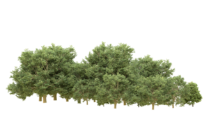 Realistic forest isolated on transparent background. 3d rendering - illustration png