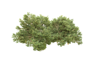 forêt réaliste isolée sur fond transparent. rendu 3d - illustration png