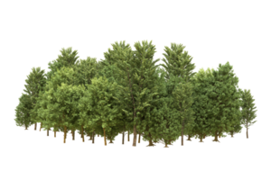 Realistic forest isolated on transparent background. 3d rendering - illustration png