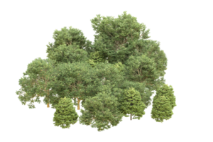 Realistic forest isolated on transparent background. 3d rendering - illustration png