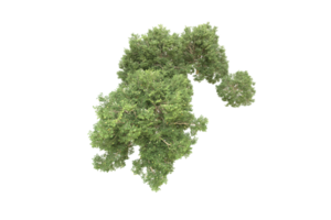 forêt réaliste isolée sur fond transparent. rendu 3d - illustration png