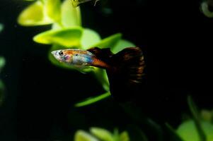 un pequeño pescado con un negro y blanco cola foto