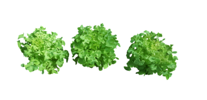 Lettuce, isolated PNG transparent