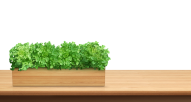 Natural lettuce in a wooden container On a wooden table PNG transparent