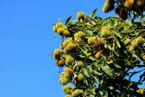 castaña árbol con nueces en el ramas foto