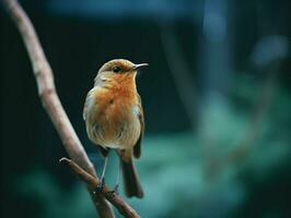 AI generated Close-up shot of a small grey and orange bird. High-resolution. AI Generative photo