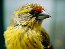 ai generado de cerca Disparo de un pequeño amarillo pájaro. alta resolución. ai generativo foto