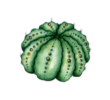 Aquarell Illustration von ein Grün Kaktus mit Pickel. es ist perfekt zum Postkarten, Poster, Banner, Einladungen, Gruß Karten, Drucke. isoliert. gezeichnet durch Hand. png